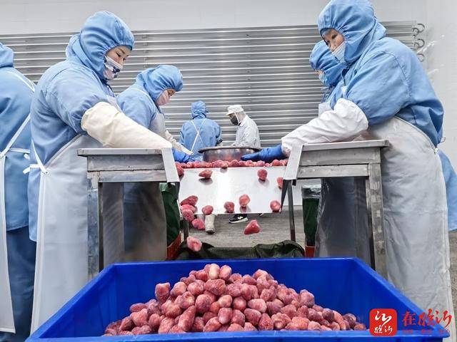八湖镇：绿色果蔬产业“链”动全球（标志性链看临沂）开元棋牌走在前、挑大梁·产业链上的山东好品牌丨临沂(图3)