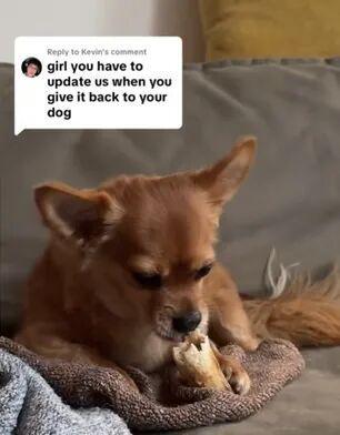 ！毛孩子偷偷塞了件东西全网都被暖哭了…开元棋牌app出差打开行李箱直接泪崩(图1)