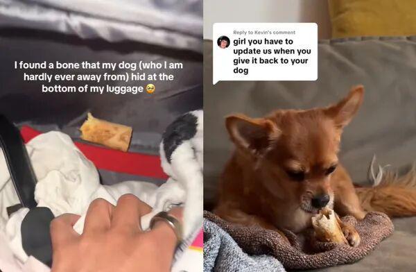 ！毛孩子偷偷塞了件东西全网都被暖哭了…开元棋牌app出差打开行李箱直接泪崩(图4)